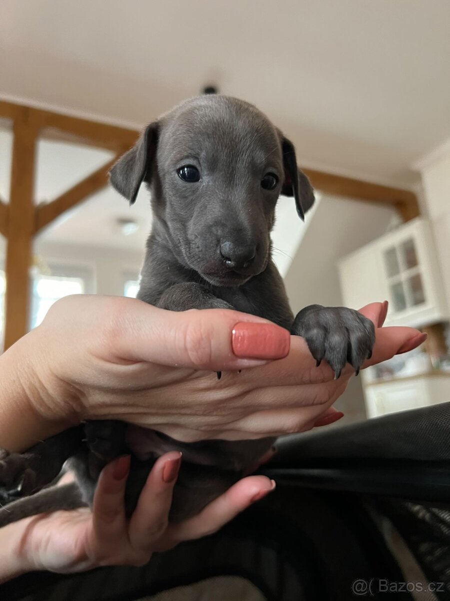 Italský chrtík s PP - 6