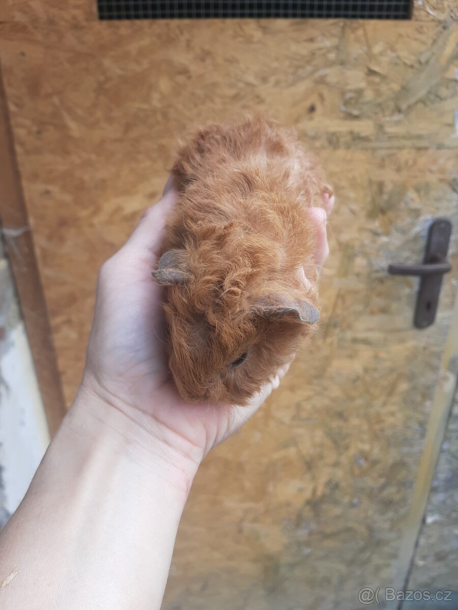 Morcatka a morčata - 6