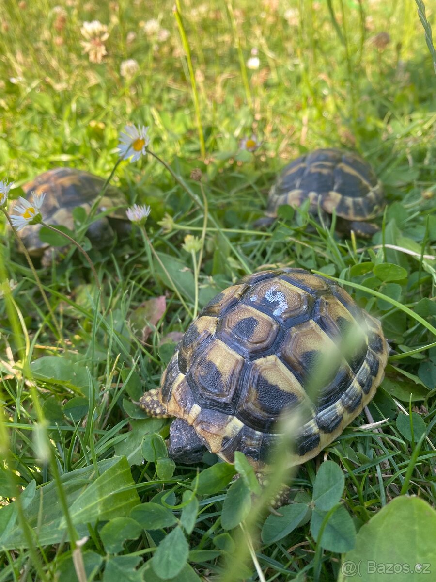 Želva zelenavá - 6