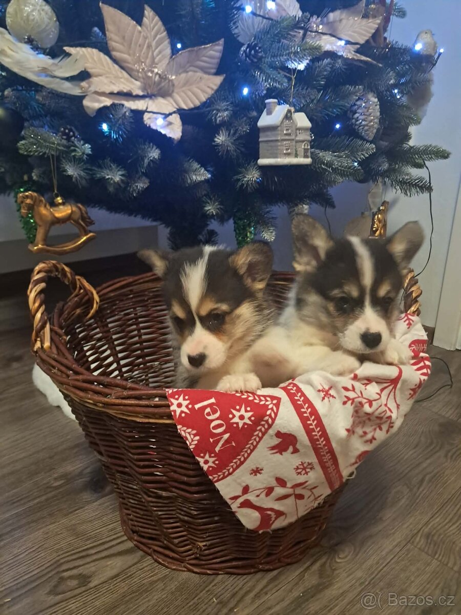 Welsh corgi Pembroke - 6