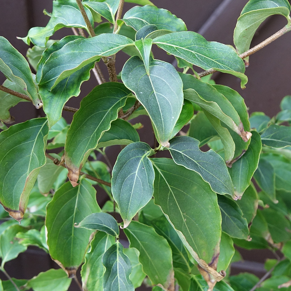 Dřín japonský "Chinensis" 120-130cm - 6