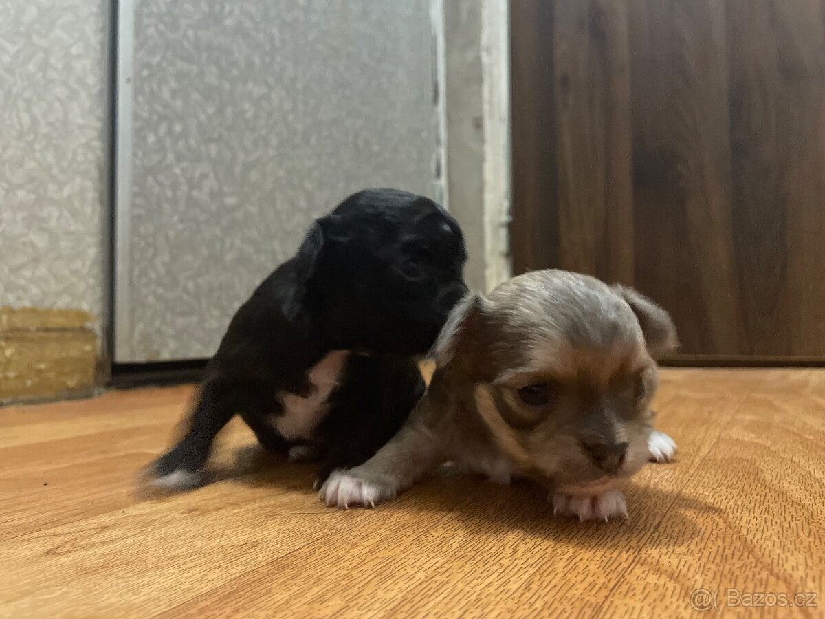 Dlouhosrstá čivava - 6