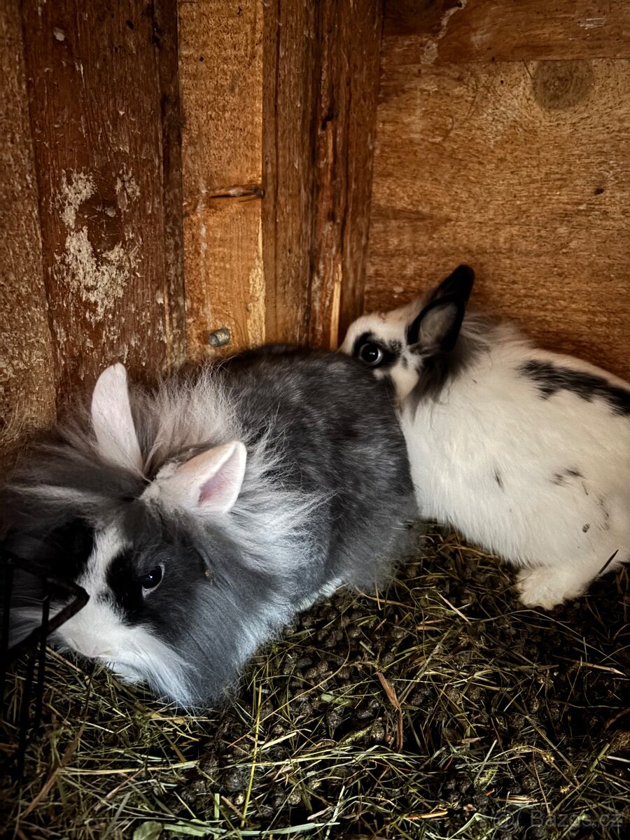 Zakrslý králíček - 6