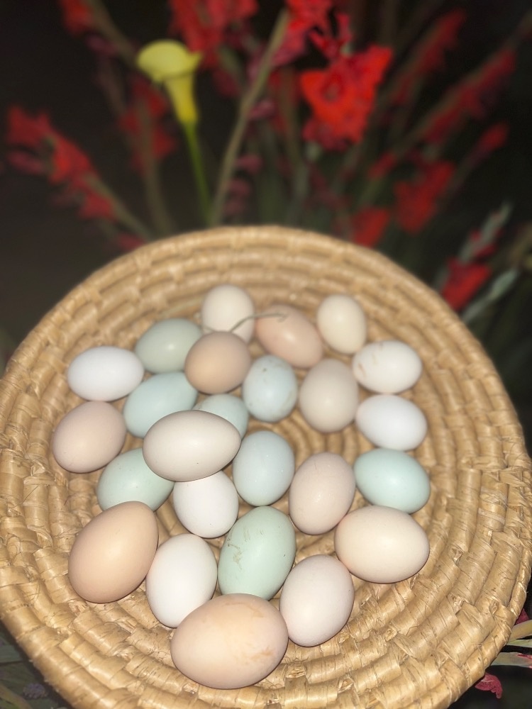 Násadová vejce - 6