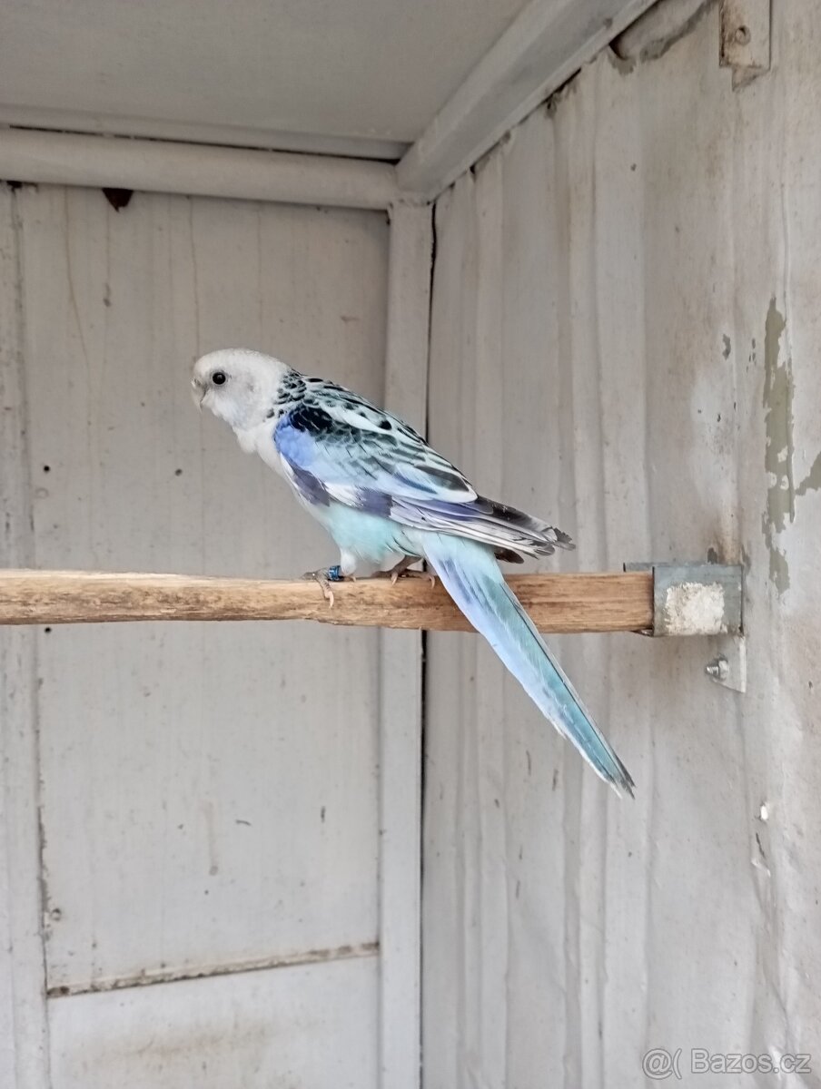 Rosela pestrá, modrá, černomodrá, zlatá - 6