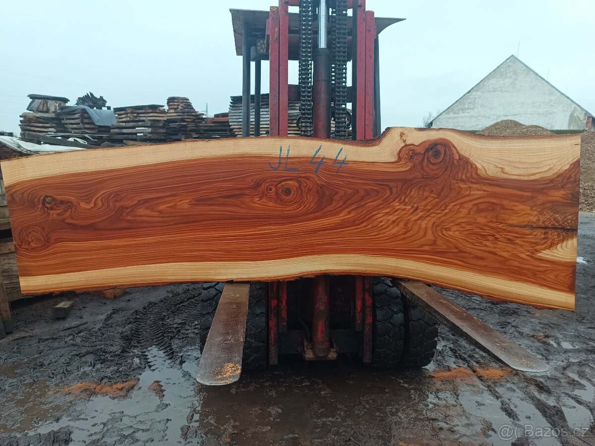 Jilm horský ,,stolové desky,, - 6