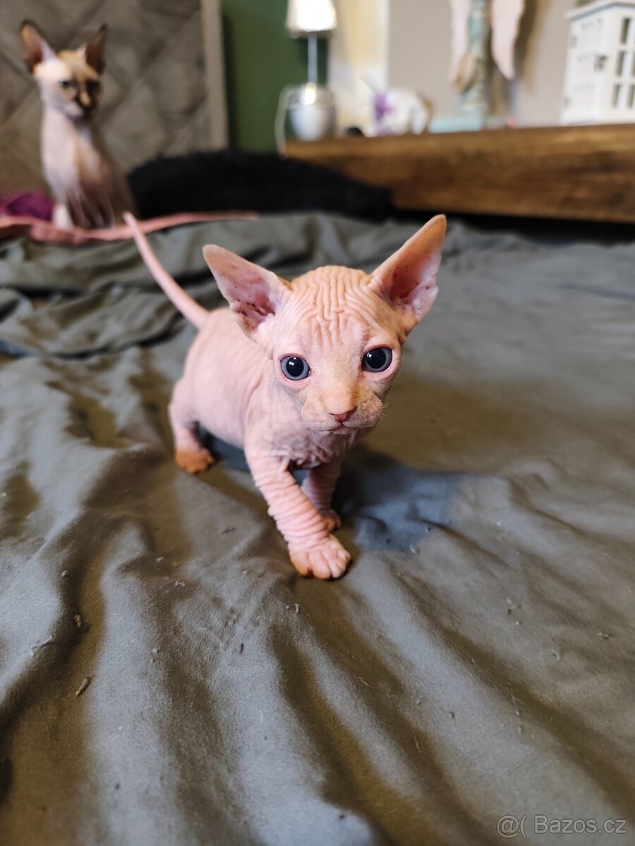 Kanadský sphynx - 6