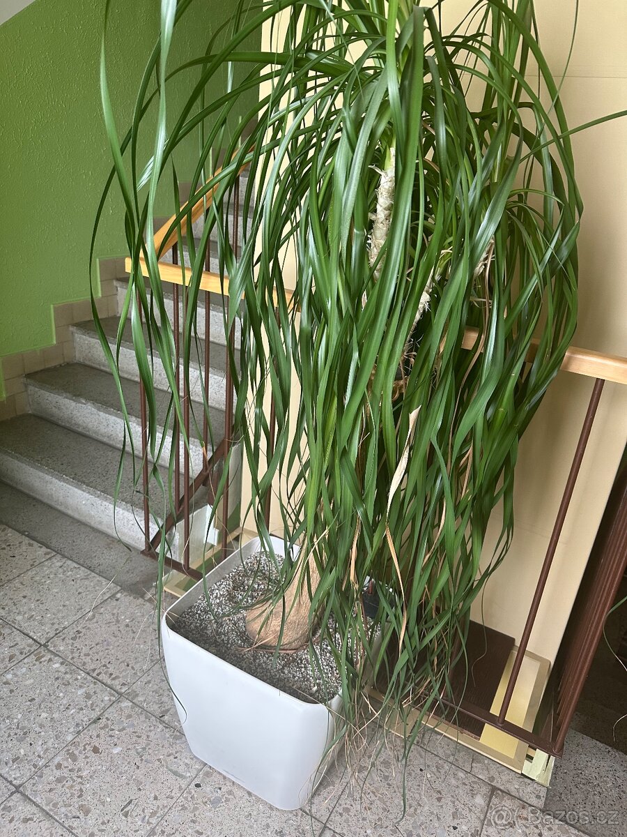 Sloní noha - bokarnea tlustokmenná - 6