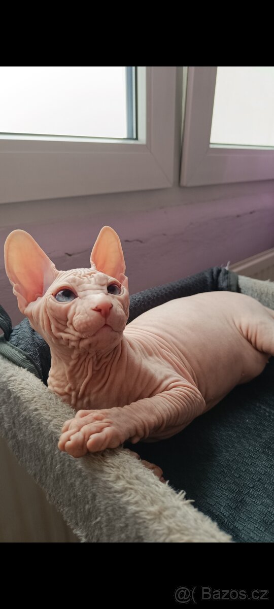 Don Sphynx - 6
