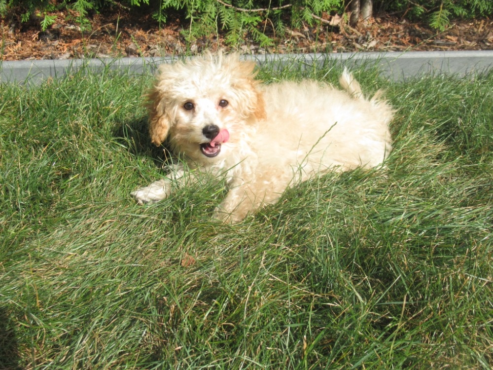 Maltipoo - 6