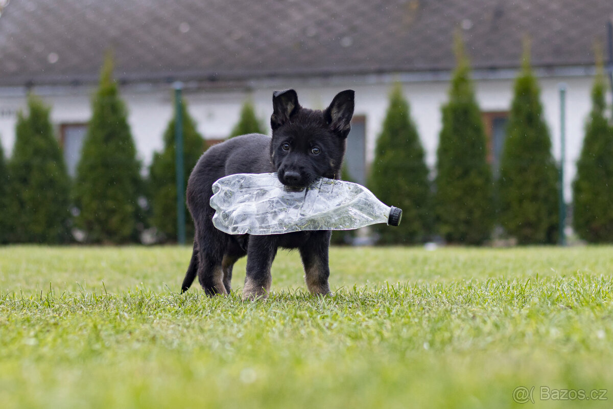 Německý ovčák - pejsek s PP - 6
