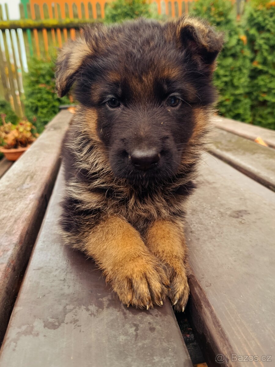 Německý ovčák s PP - 6