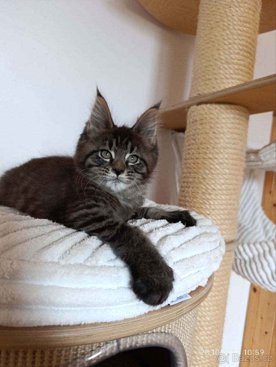 Mainská mývalí koťátka s PP - 6