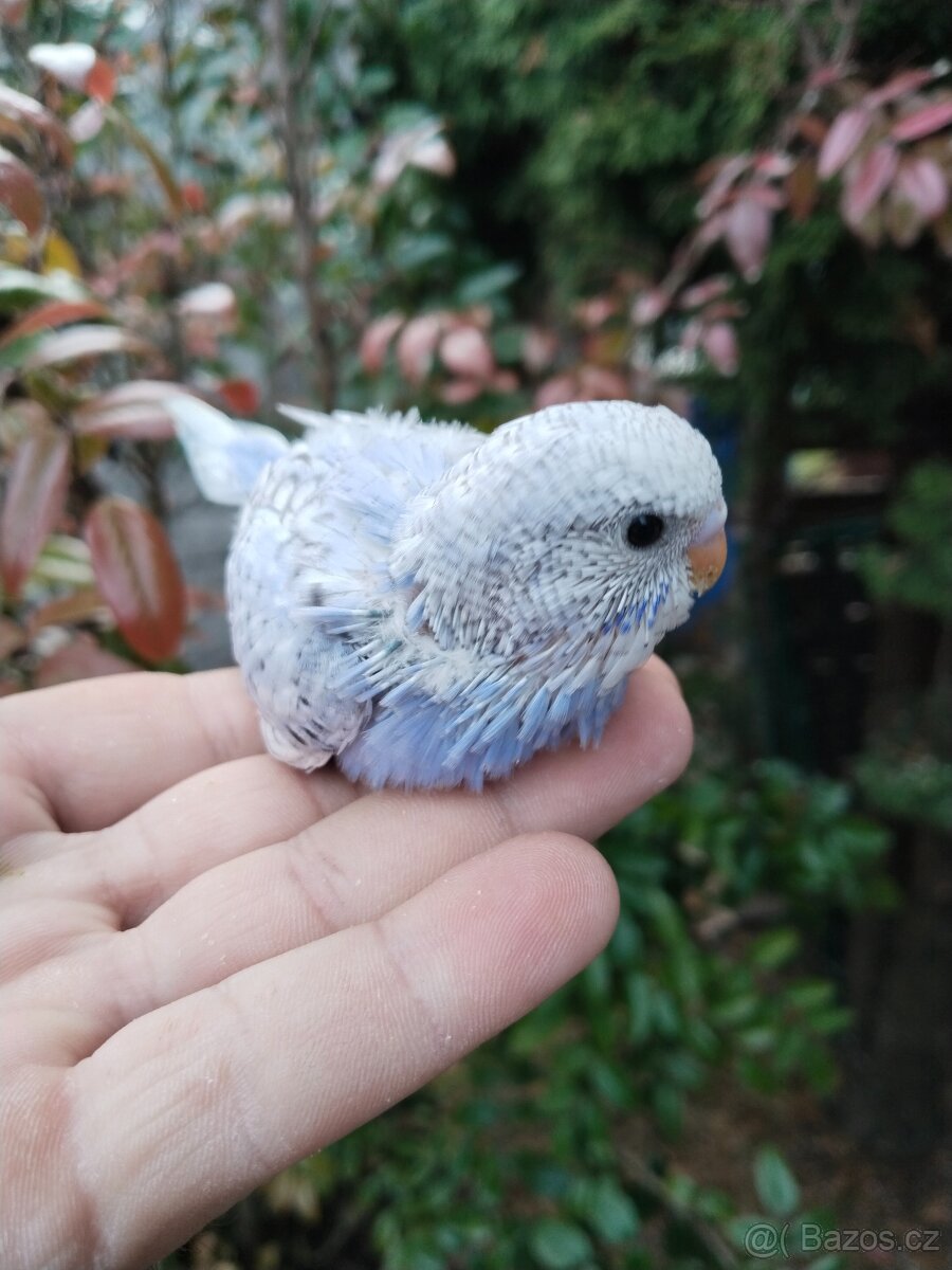 Kakariky,korela,andulka - 6