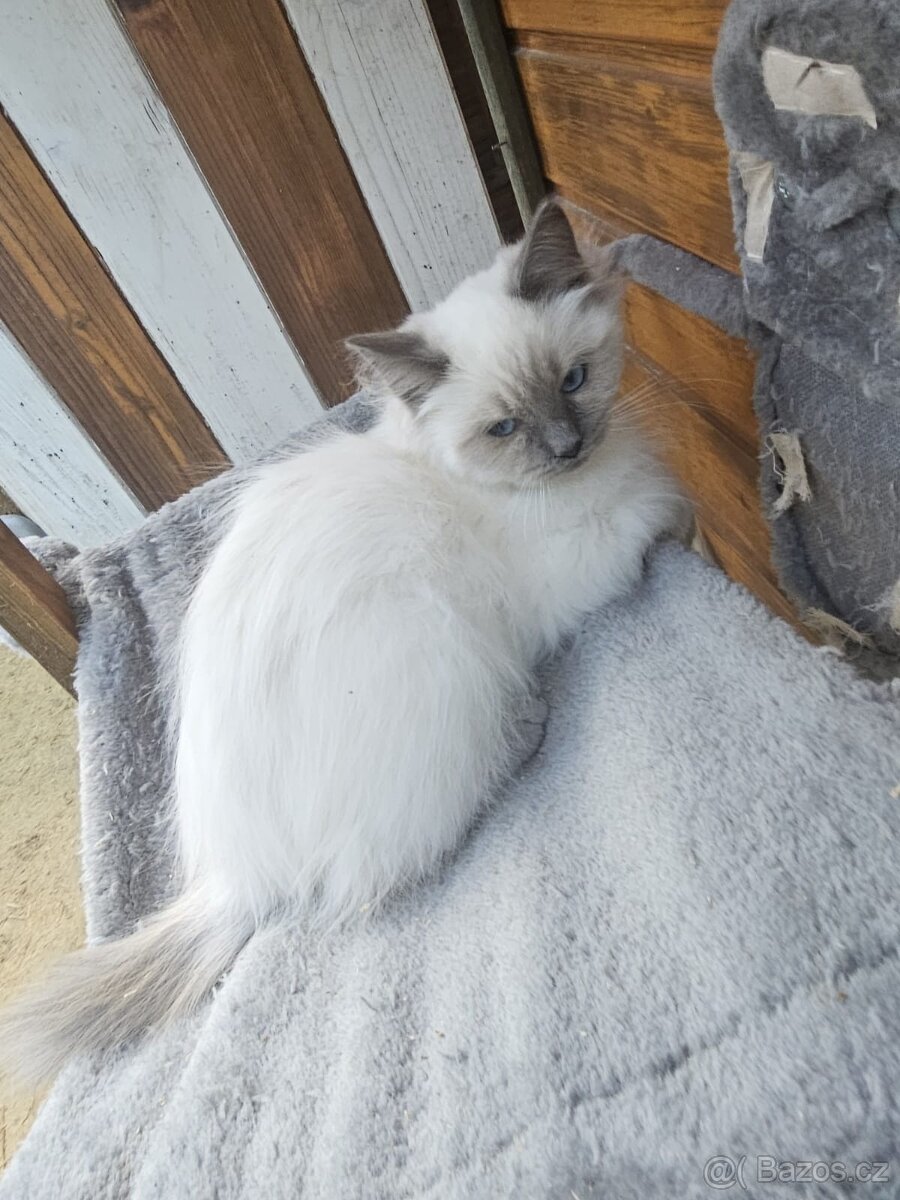 Sibiřská kočka něvská maškaráda - 6