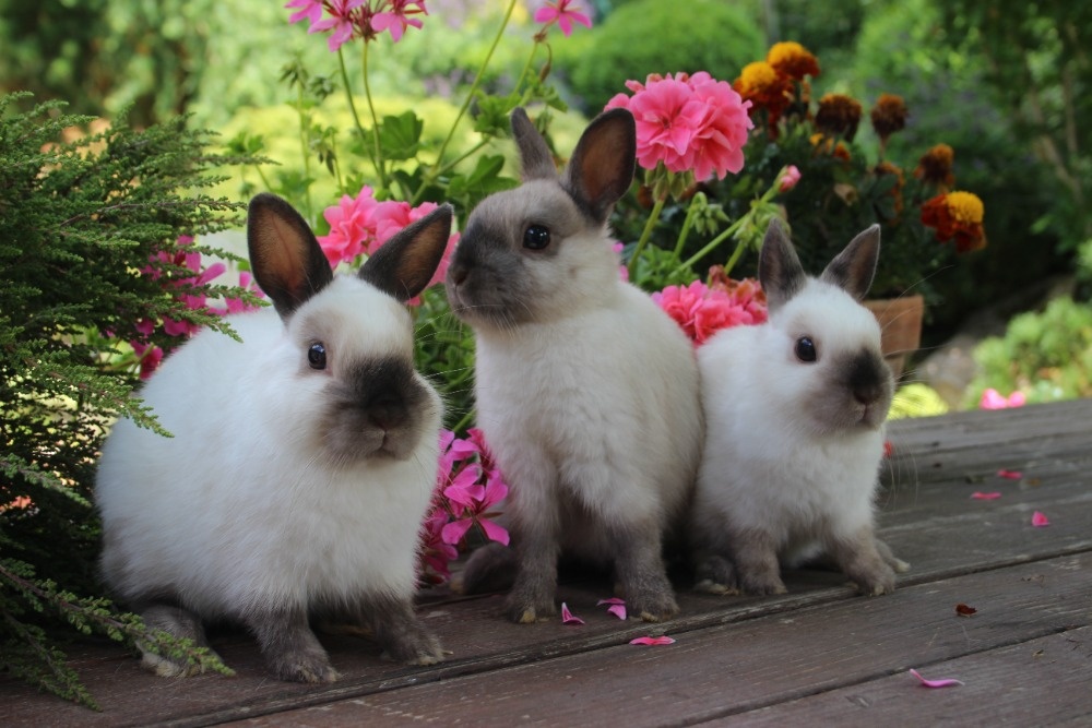 Zakrslí siamáčci s PP - 6