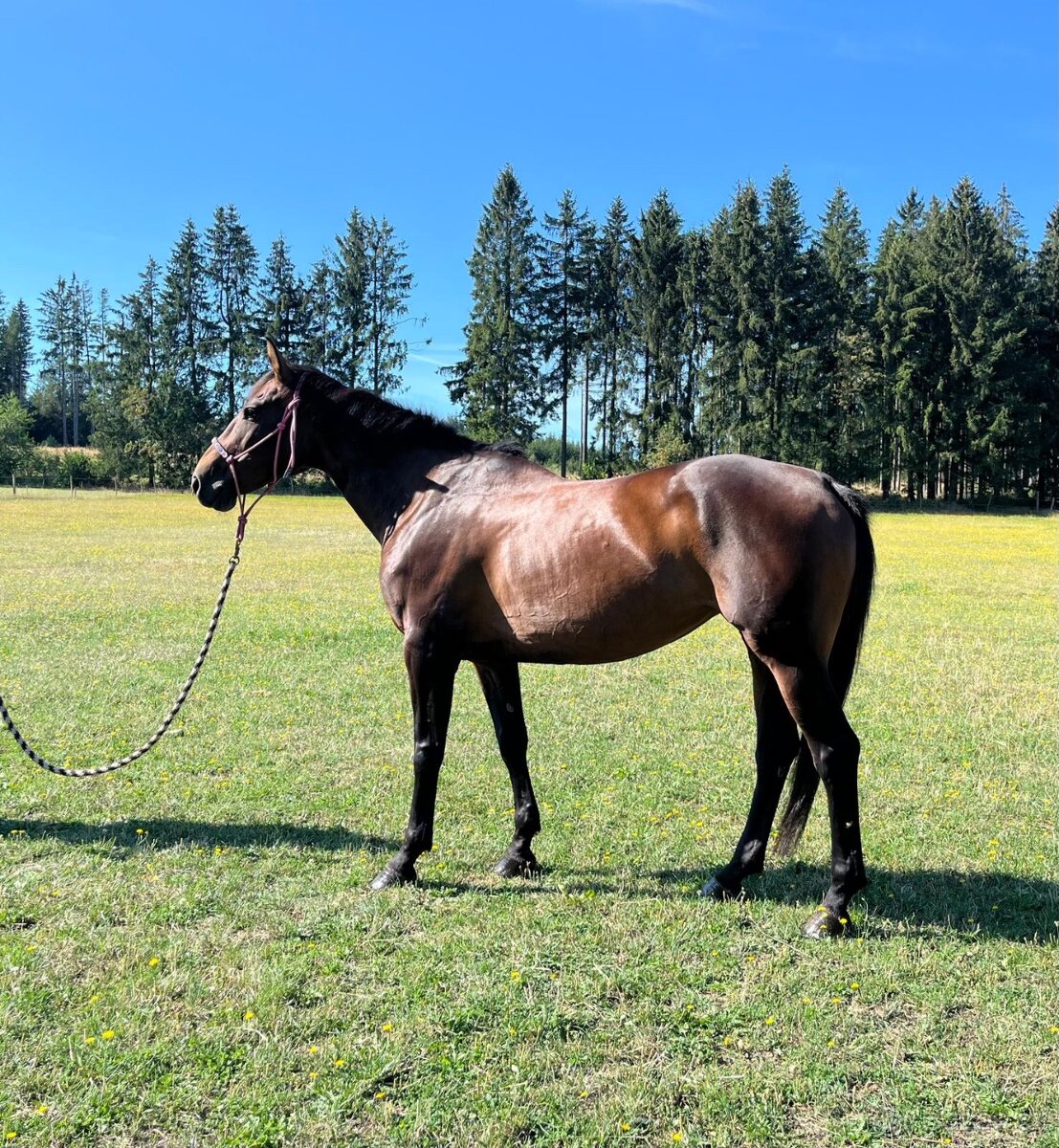 Krásná klisna na prodej - 6
