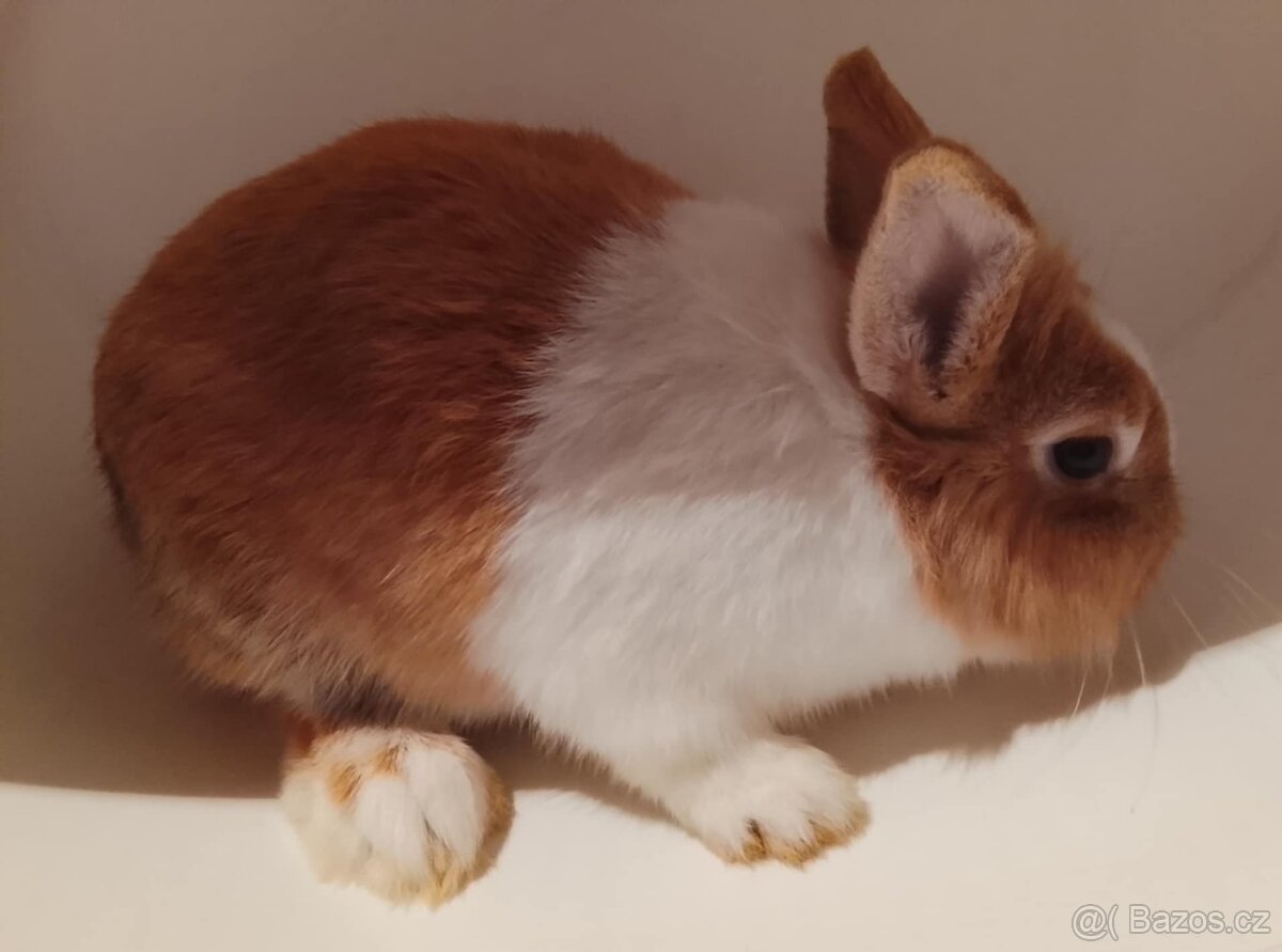 Zakrslý králíček bez PP sameček Gimmy - 6