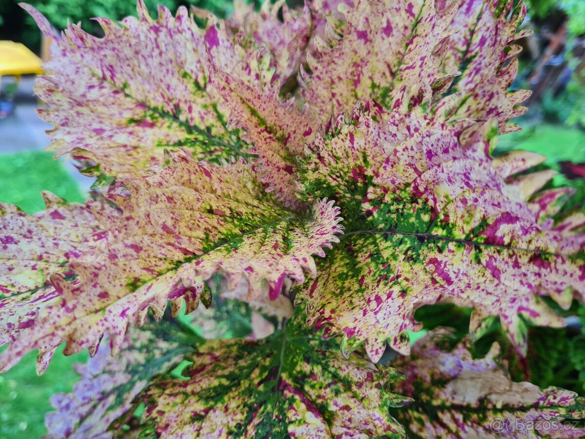 Africké okrasné kopřivy - SEMENA - Coleus - 6