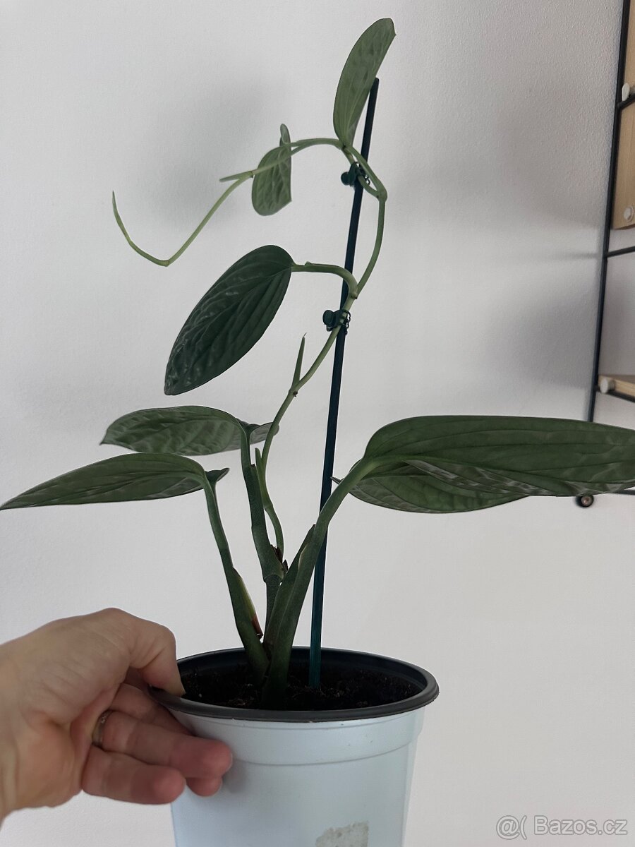 Monstera karstenianum 'Peru' - 6