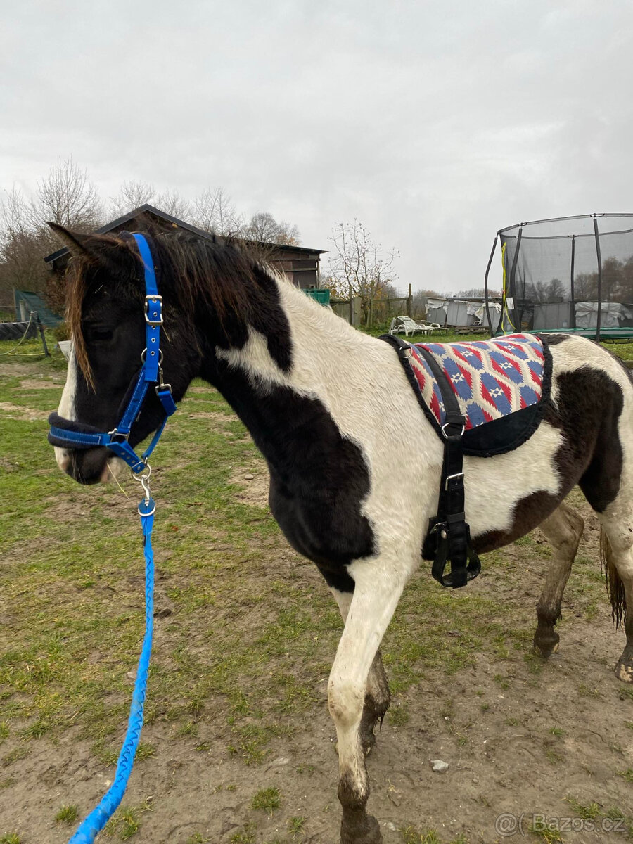 Nabízím k prodeji klisnu BAROCK PINTO - 6