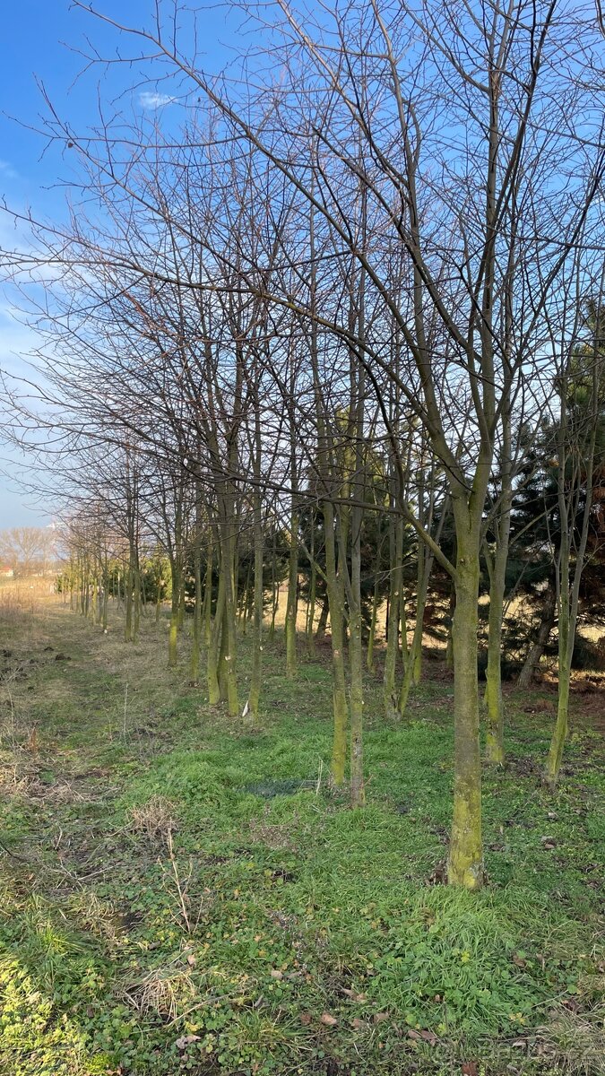 VZROSTLÉ STROMY LÍPA - 6
