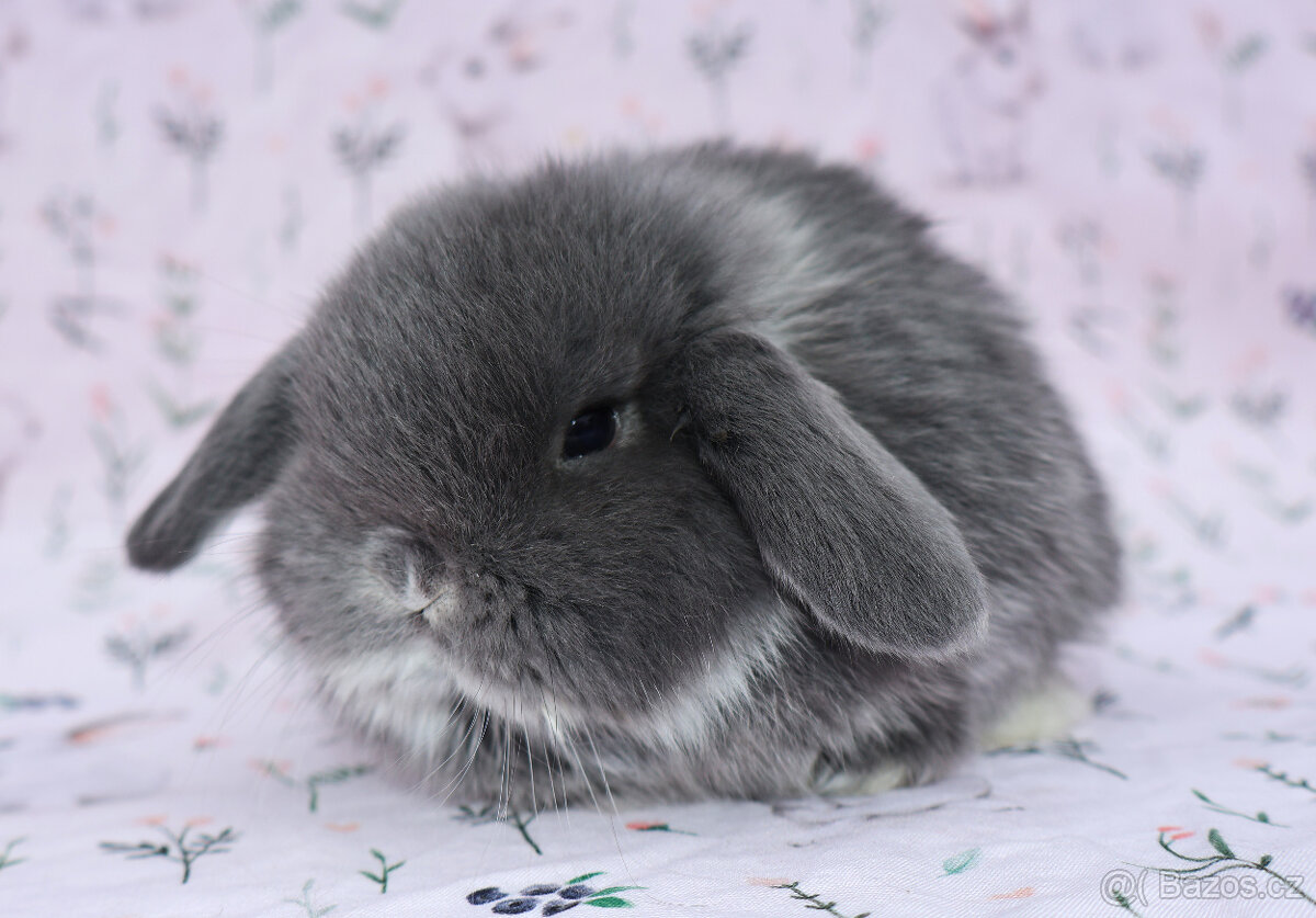 NHD beránek samička - 6