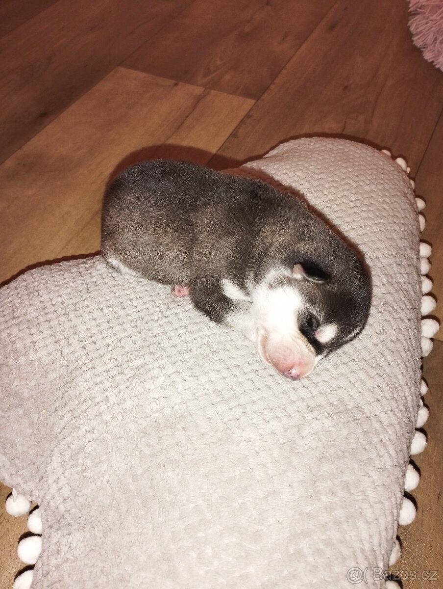 Sibiřský husky - 6