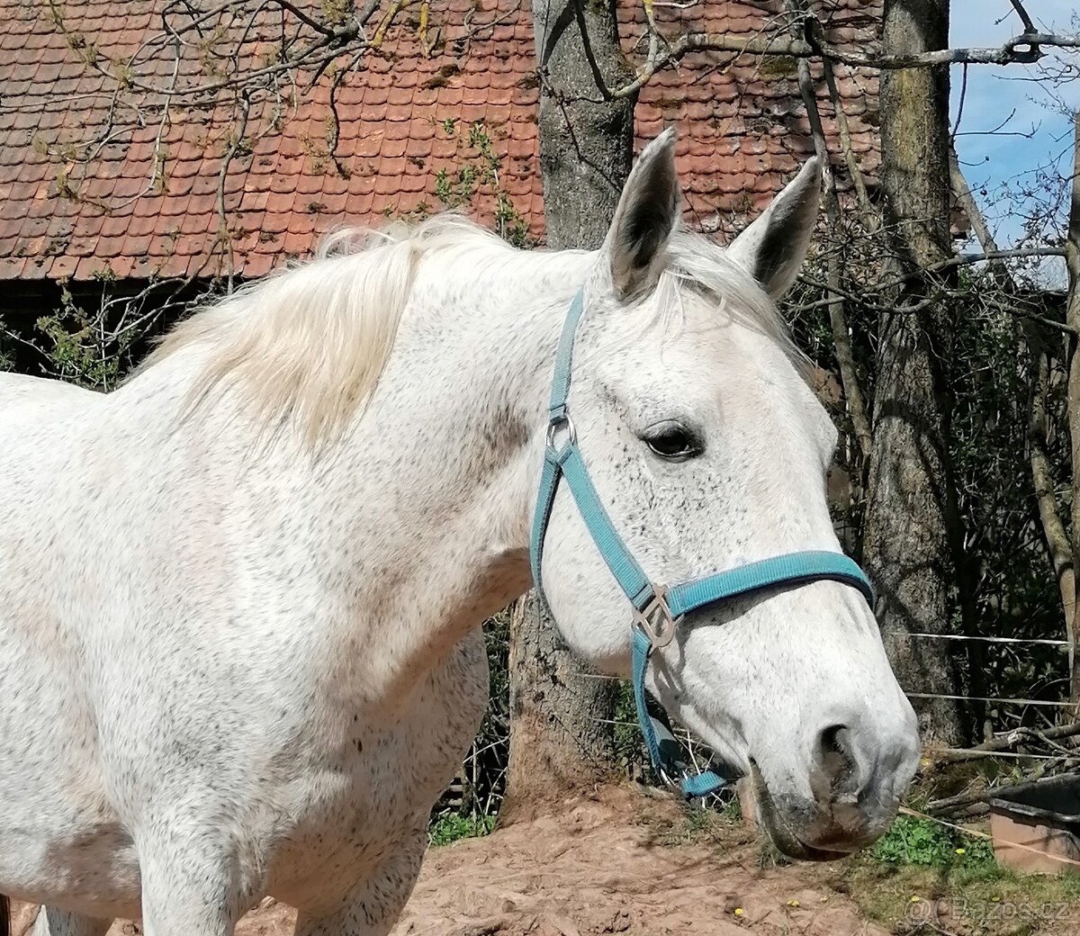 Březí kobyla WPBr - 6