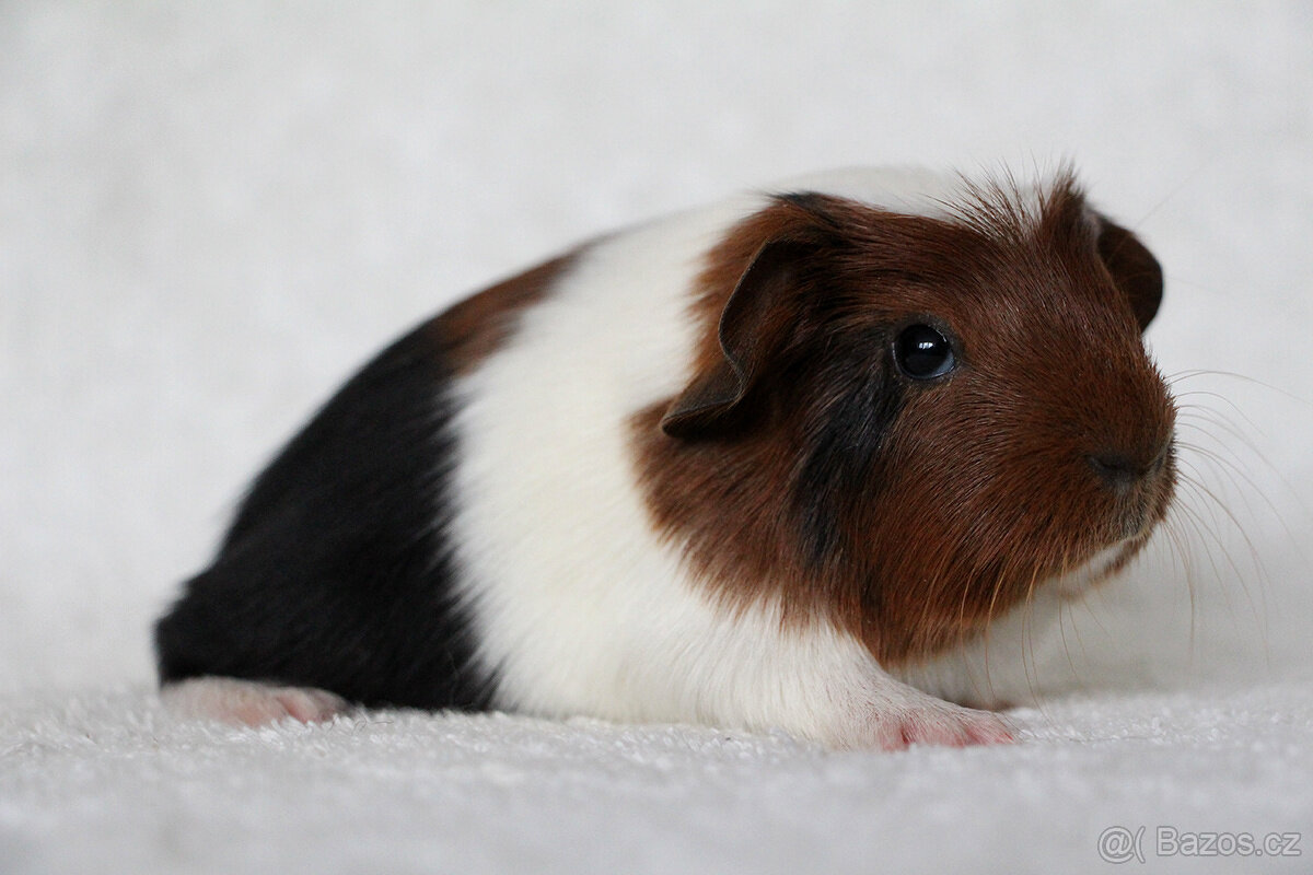 Morče, morčátko, morčata s PP - krátkosrstá - 6