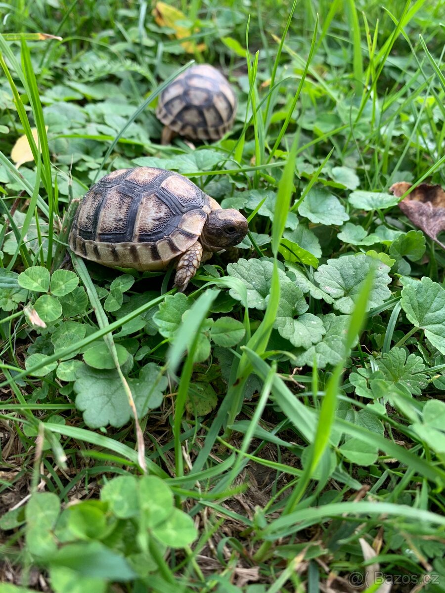 Želva suchozemská - zelenavá, stepní, vroubená, žlutohnědá - 6
