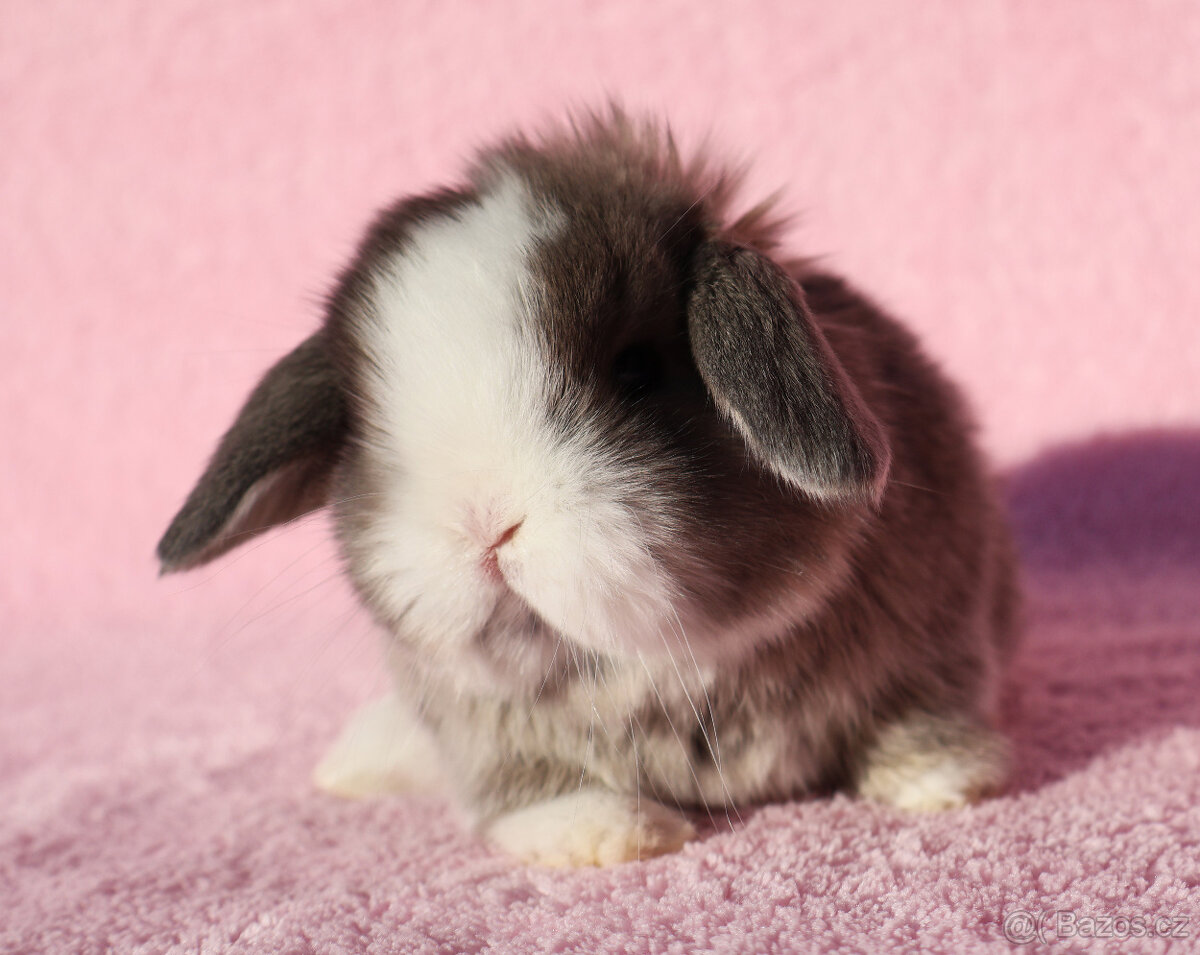 Zakrslí beránci NHD modrá očka . - 6