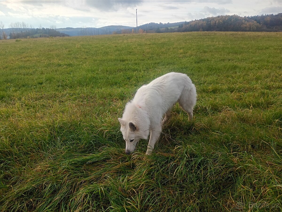 Švýcarský ovčák ke krytí samec - 6