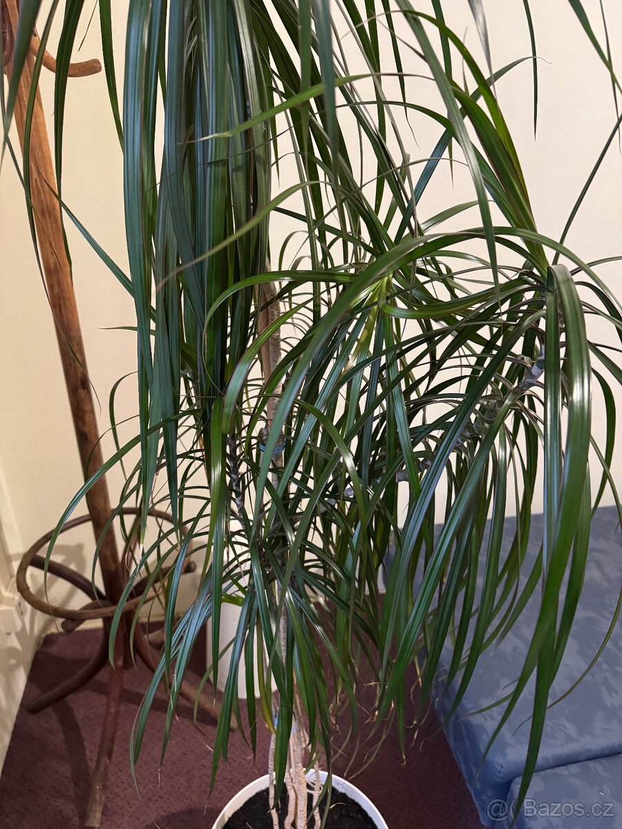 Květina Dracaena Marginata - Dračinec (Dracena) - 6