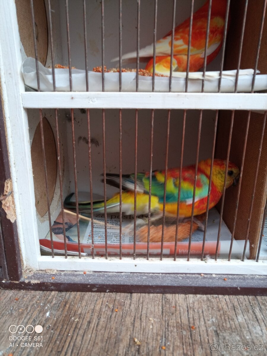 Papoušek zpěvavý - 6