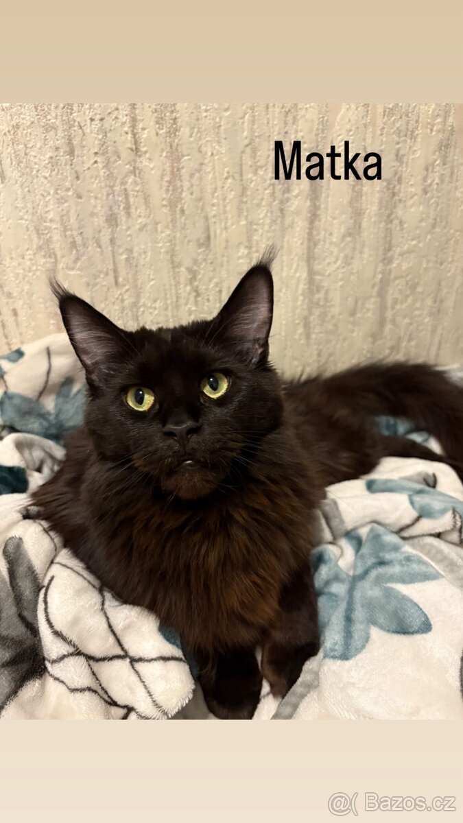 Minská mývalí koťata bez PP - 6