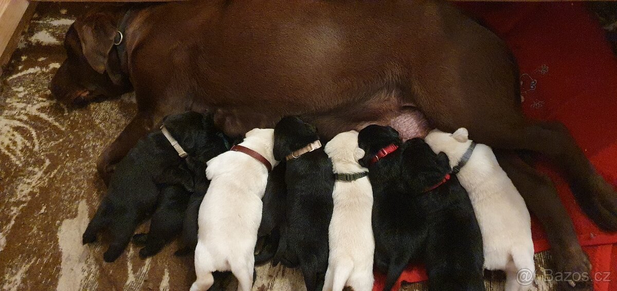 Labrador - černá a smetanová štěňátka - 6