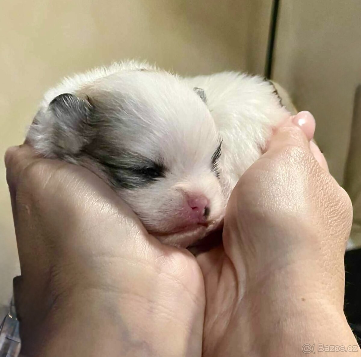 POMERANIAN S PP FCI - ch.s. z Malebného povltaví - 6