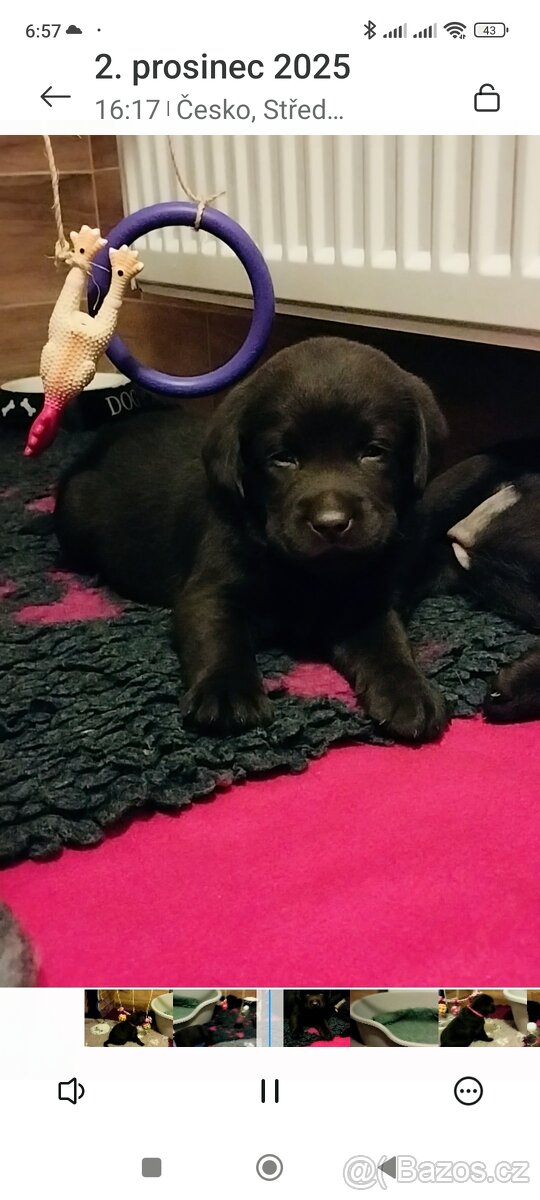 Labradorský retrívr - štěňata s PP k rezervaci - 6