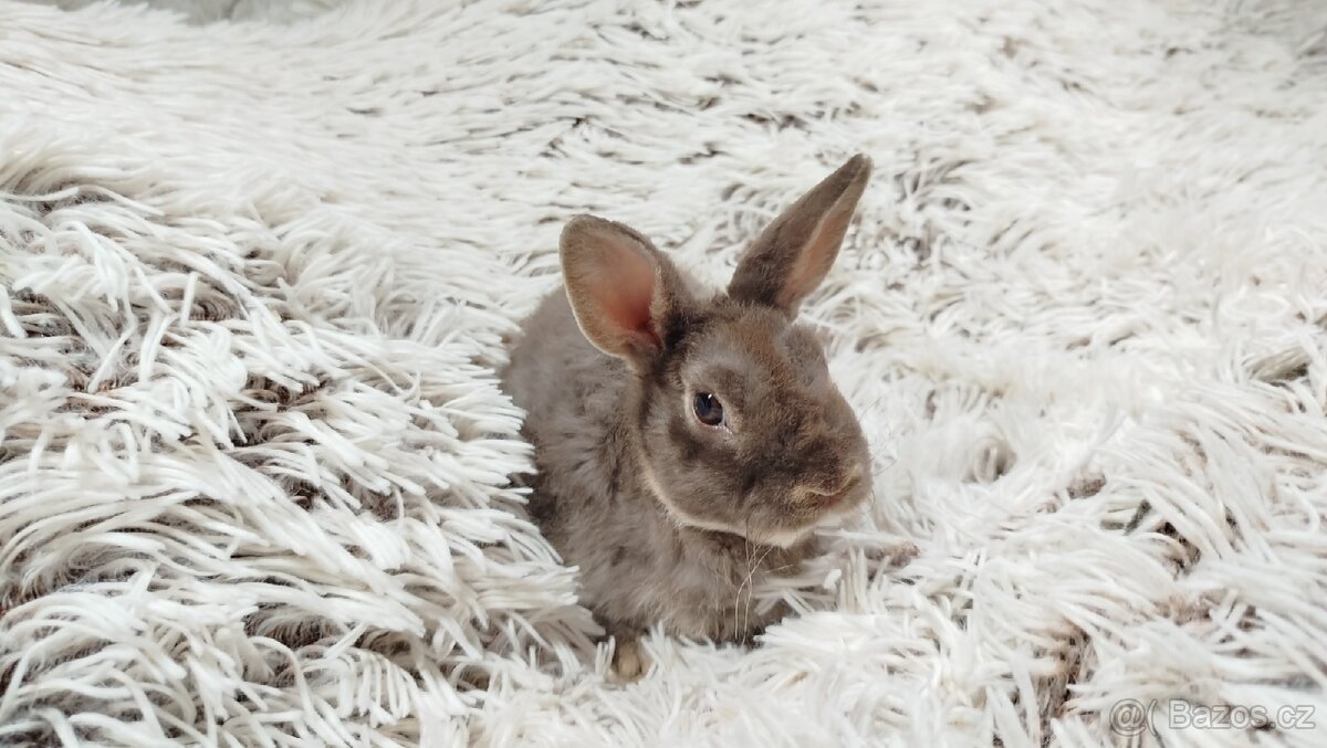 Zakrslý beránek,králíček,králík -(REX)-DIANA - 6