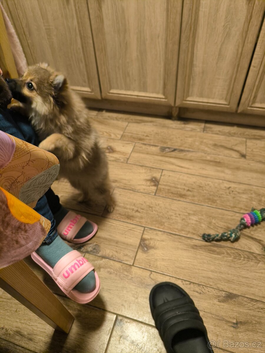 Prodám pomeriana německý špic - 6