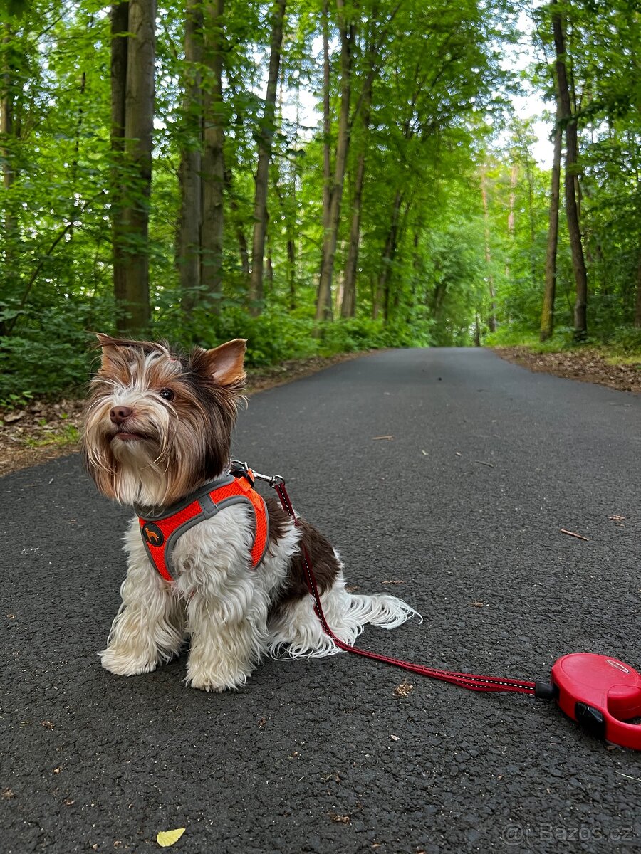 Jorkšírsky teriér s PP Biro pejsek - 6