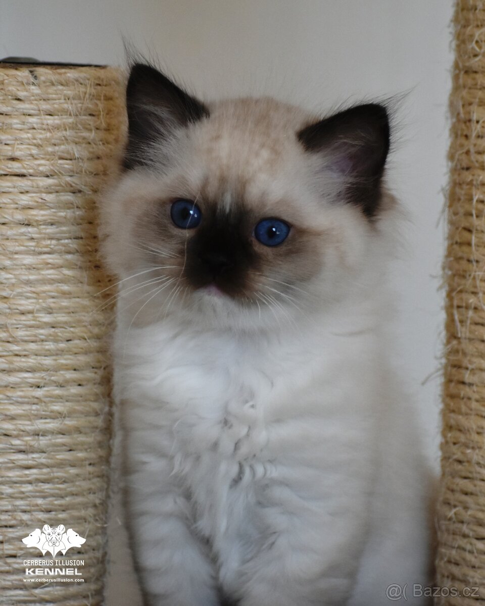 Ragdoll s PP - možná rezervace - 6