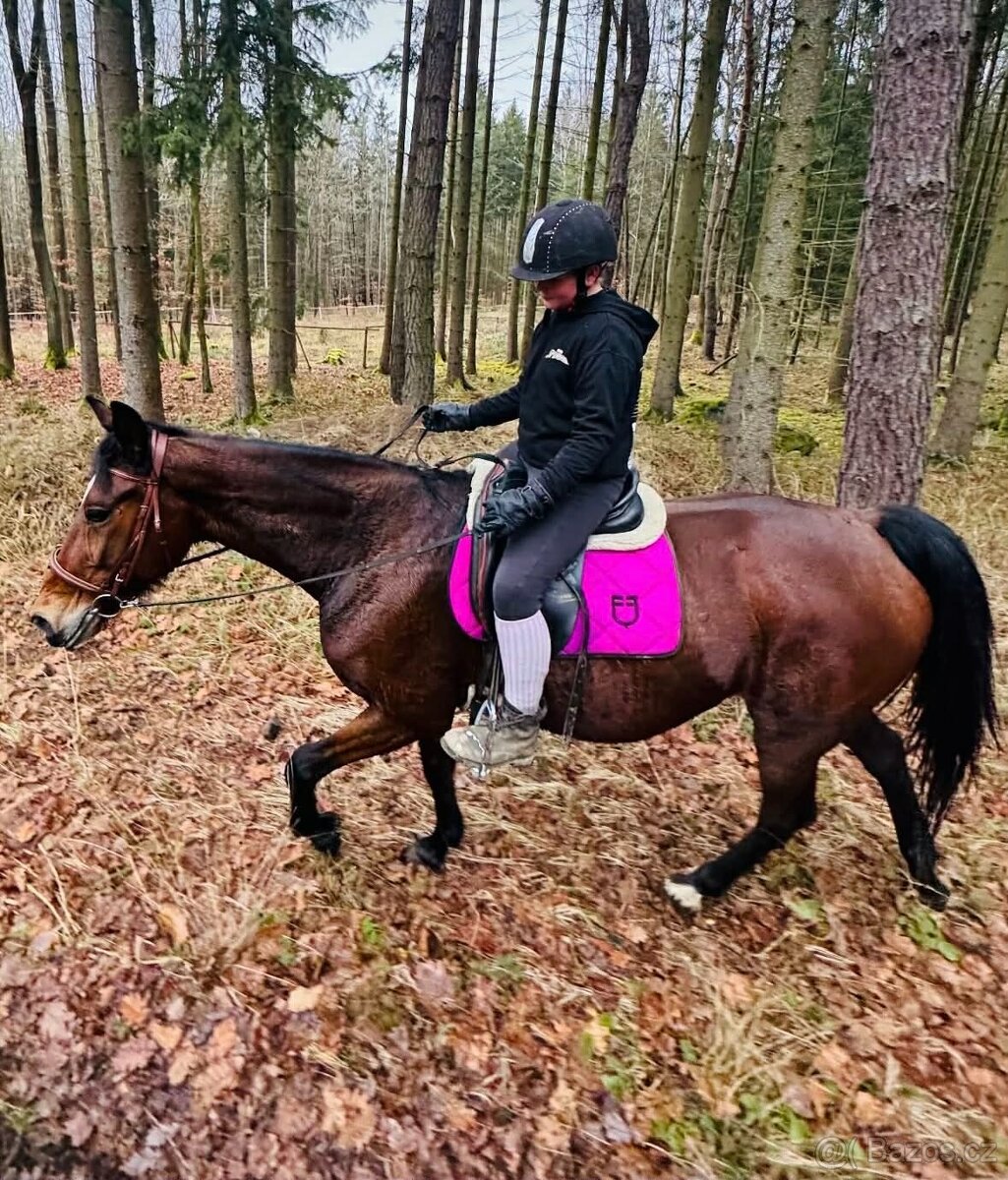 Hodná 14i letá klusačka - 6