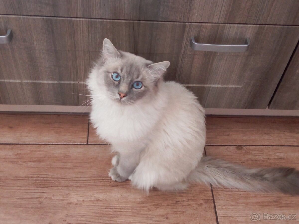 Kocourek Ragdoll ke krytí - 6