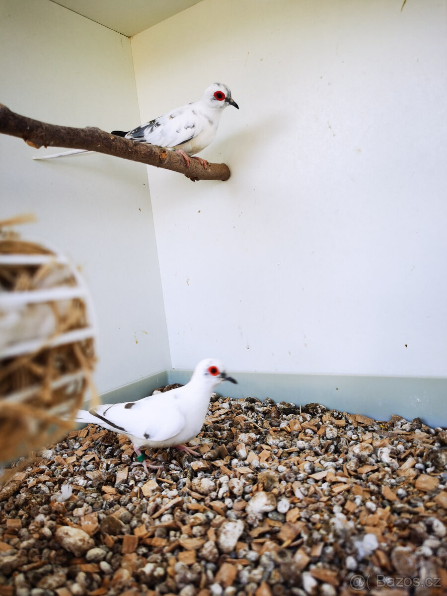 Holoubek diamantový straky 2025 - 6