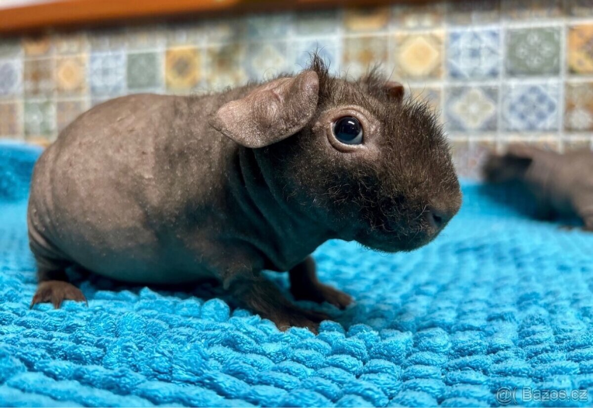 Skinny morčátka, samečci - 6