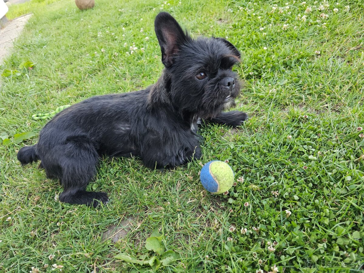 Grifonek štěňata - 6