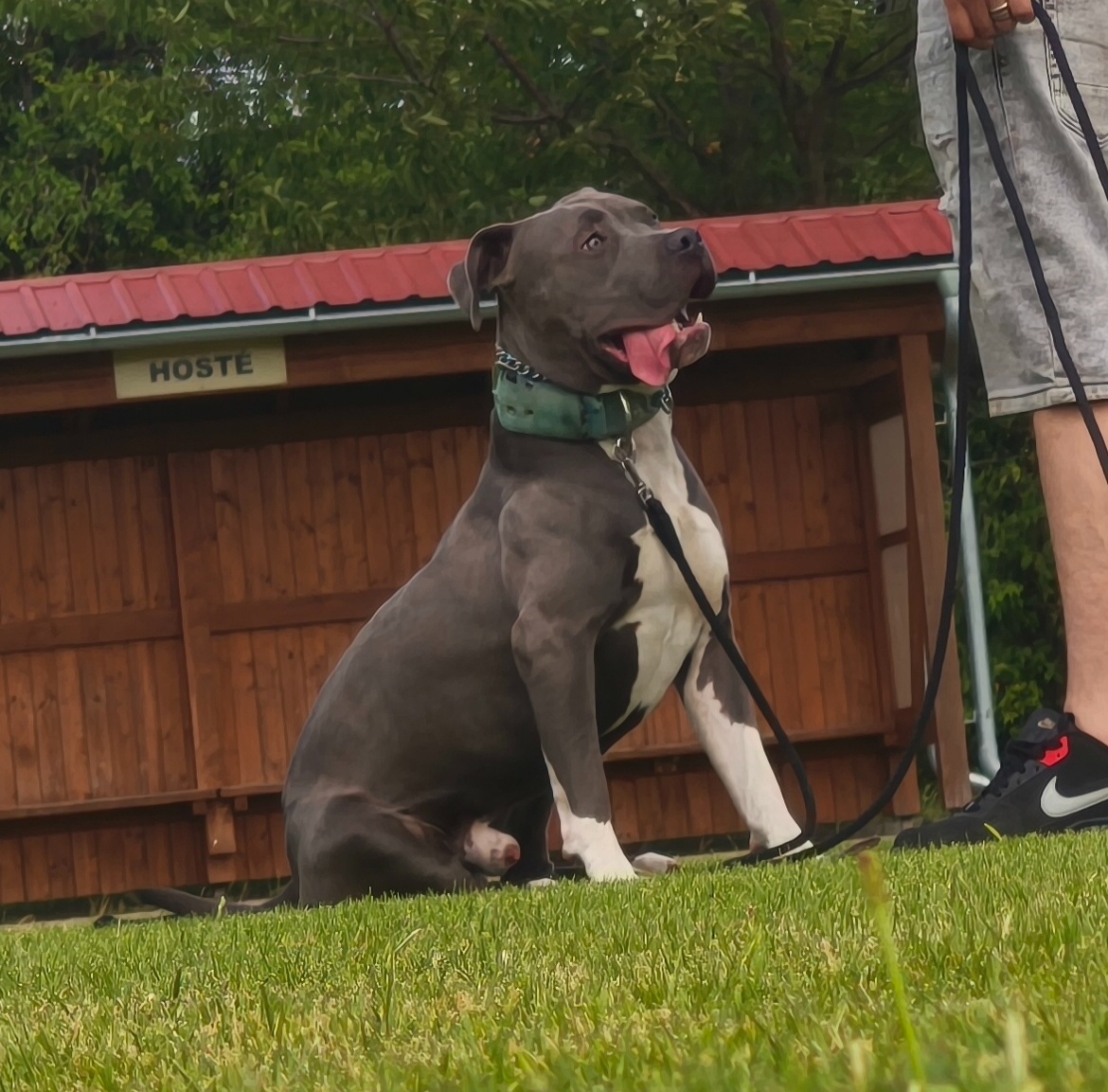 American bully - 6