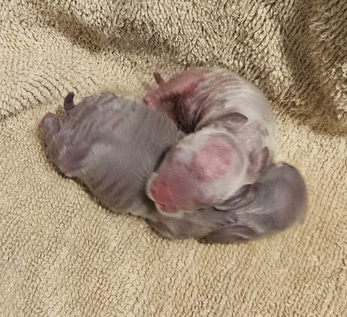 Zakrslý králíček/beránek minilop - 6